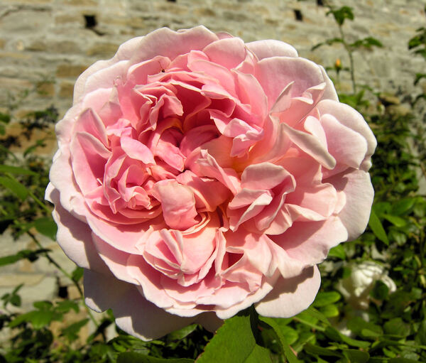 Rosa 'Cottage Rose ®'