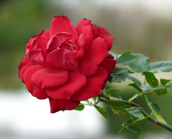 Rosa 'The Prince's Trust'