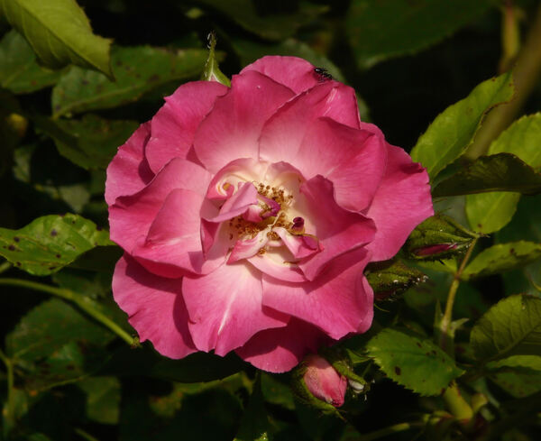Rosa 'Rivierenhof ®'