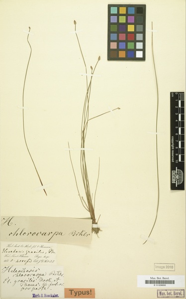 Eleocharis pellucida J.Presl & C.Presl