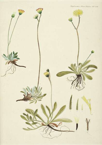 Pilosella auriculiformis (Fr.) F.W.Schultz & Sch.Bip.