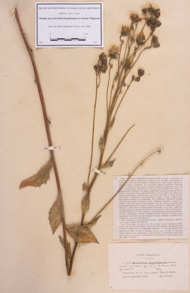 Hieracium flagelliferum Ravaud