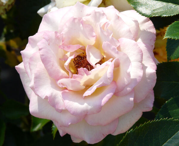Rosa 'Jules Verne ®'