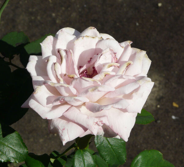 Rosa 'Brinessa ®'