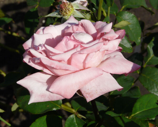 Rosa 'Brinessa ®'