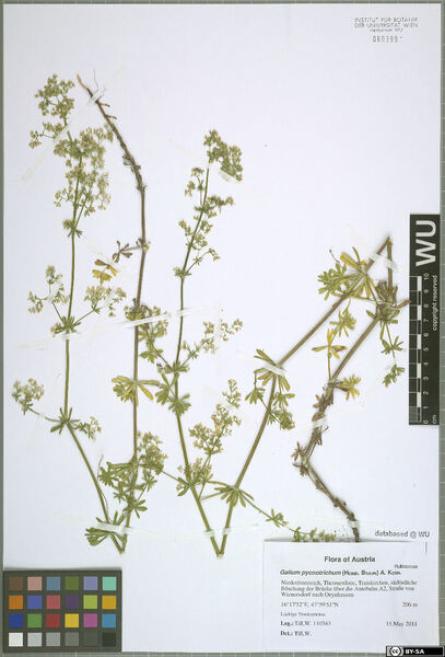 Galium album Mill. subsp. pycnotrichum (Heinr.Braun) Krendl