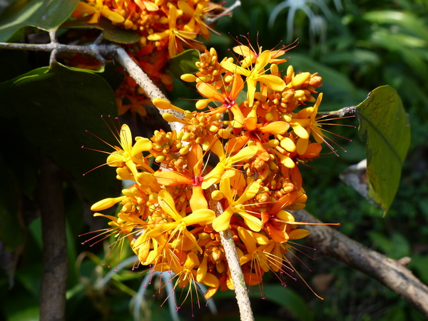 Saraca thaipingensis Cantley ex Prain
