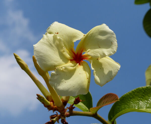 Chonemorpha verrucosa (Blume) Mabb.