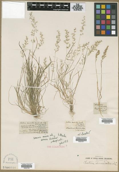 Agrostis linkii Banfi, Galasso & Bartolucci subsp. linkii