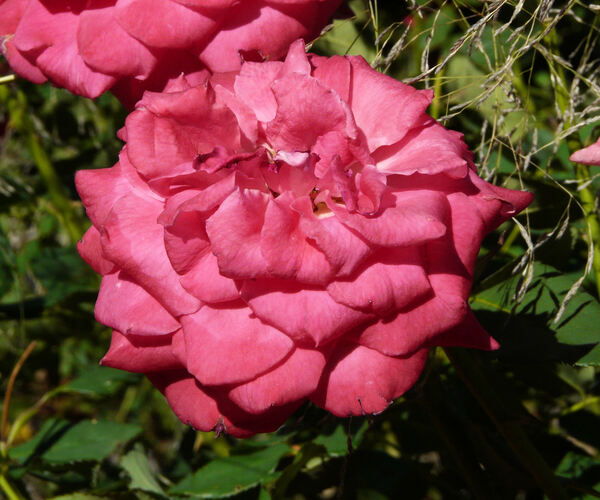 Rosa 'Bohemia'