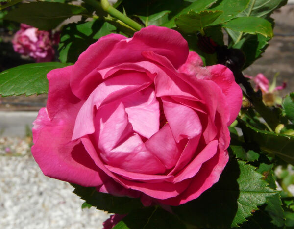 Rosa 'Souvenir de Jeanne Balandreau'
