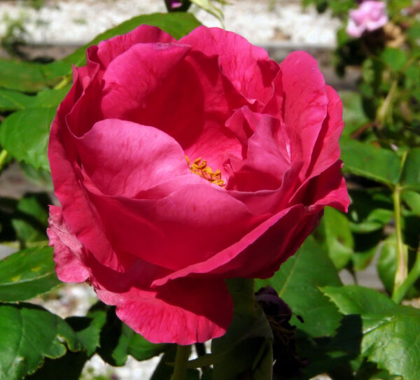 Rosa 'Souvenir de Jeanne Balandreau'