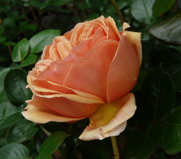 Rosa 'Ashram ®'