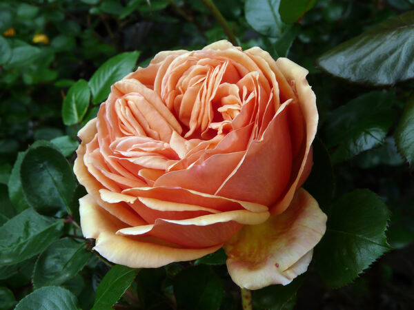 Rosa 'Ashram ®'