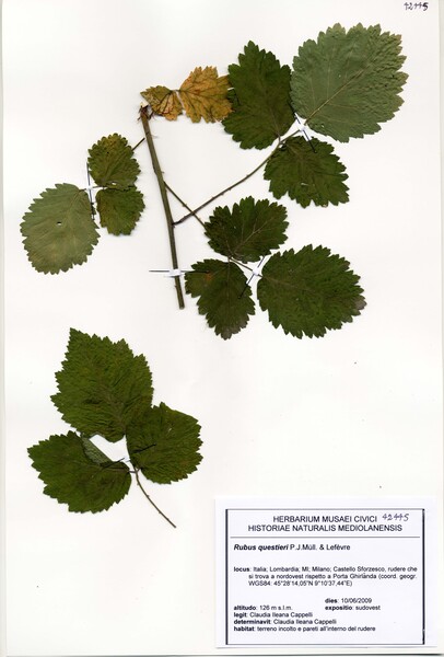Rubus macrophyllus Weihe & Nees