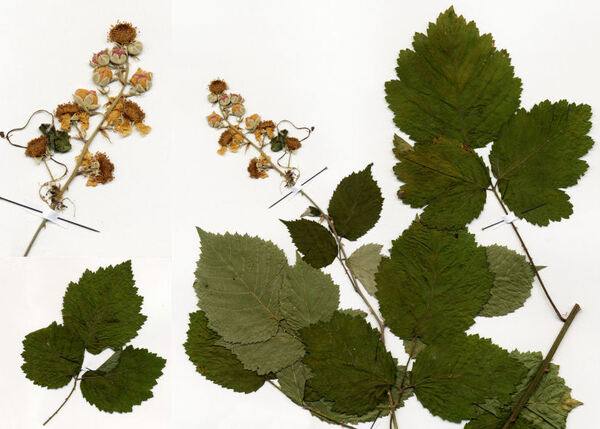 Rubus macrophyllus Weihe & Nees