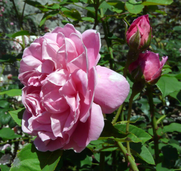 Rosa 'Cottage Rose ®'