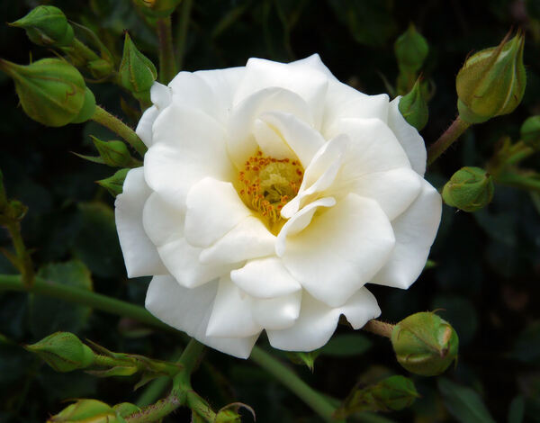 Rosa 'Ivory Compact Meidiland'