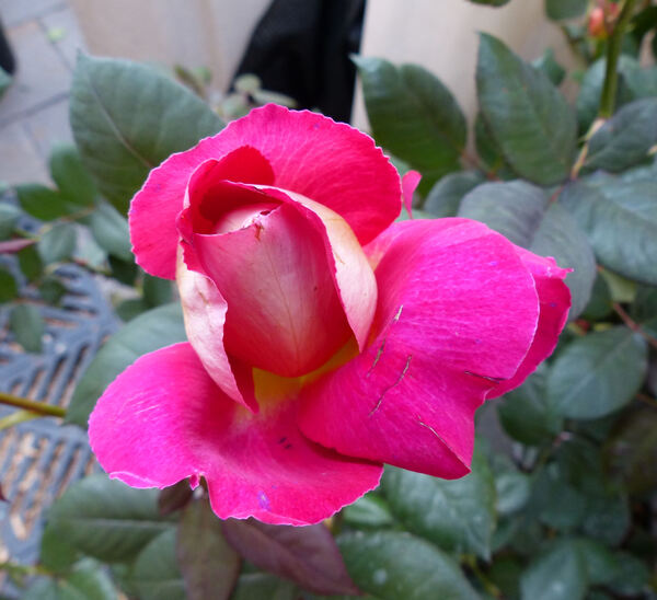 Rosa 'Bolchoï ®'