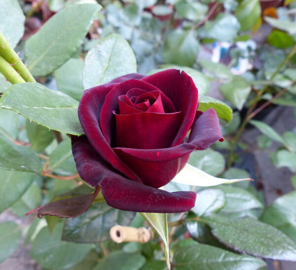 Rosa 'Black Baccara ™'