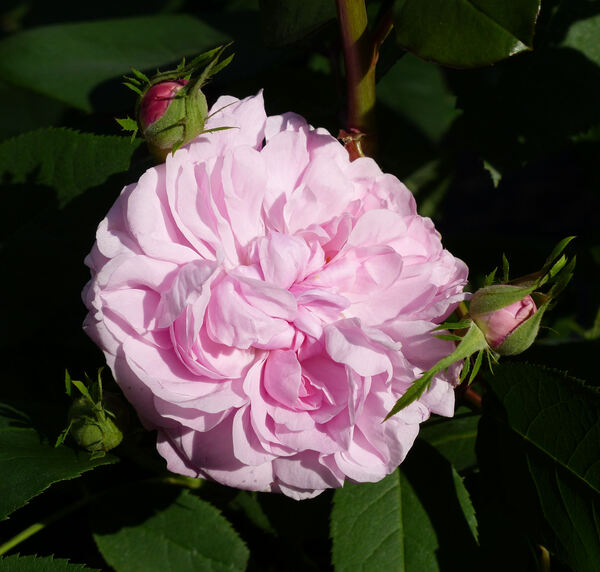 Rosa 'Sidonie'