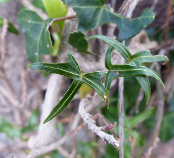 Hedera helix L. 'Mini Heron'