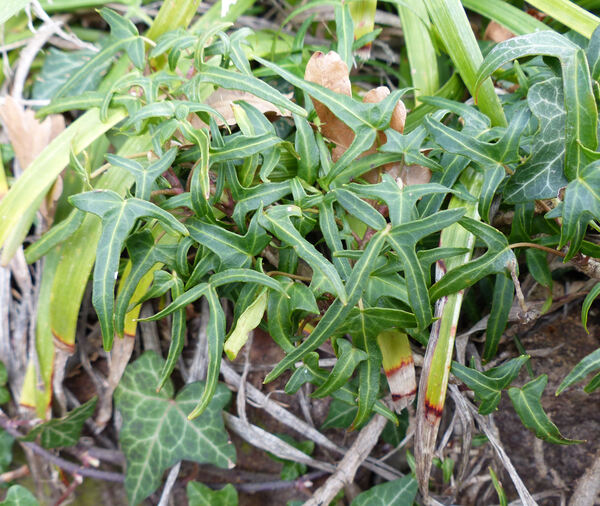 Hedera helix L. 'Mini Heron'