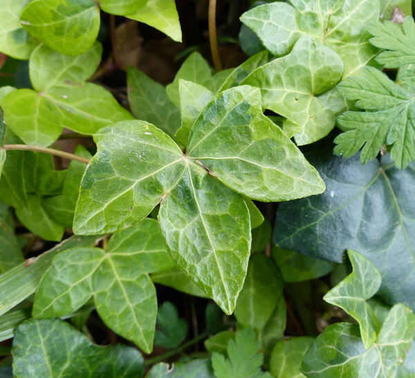Hedera helix L. 'Ursula'