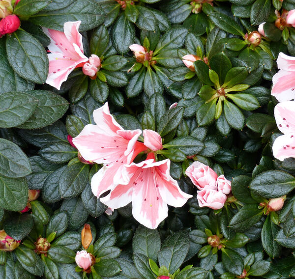Rhododendron 'Mevr Gerard Kint'