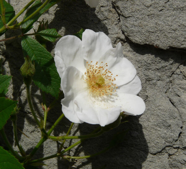 Rosa 'White Magic'