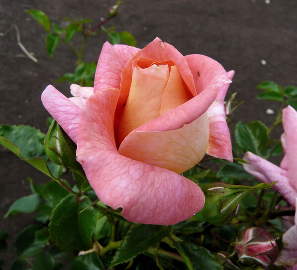 Rosa 'Sommersonne'