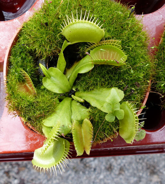 Dionaea muscipula Soland. ex Ellis