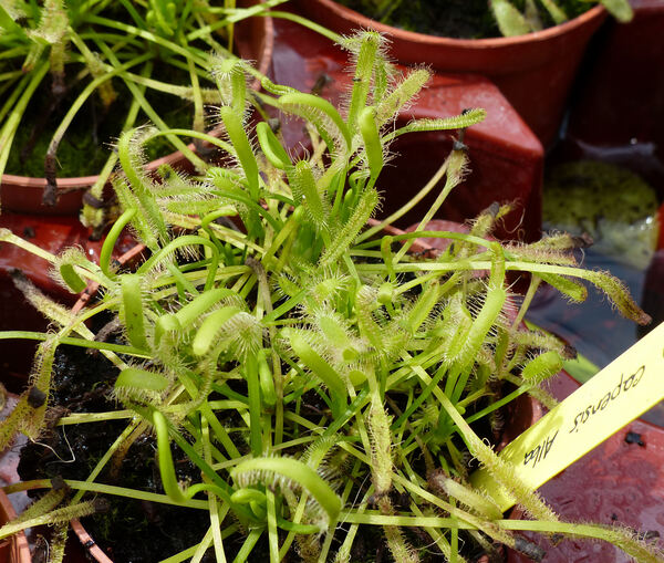 Drosera capensis L. 'Alba'