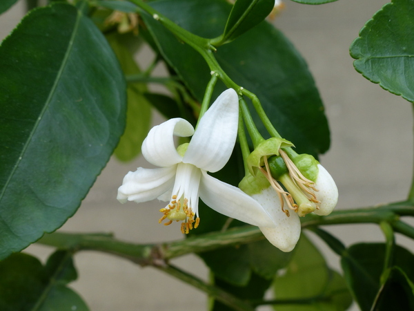 Citrus x paradisi MacFayden 'Star Ruby'