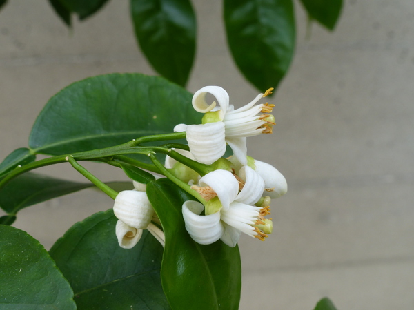 Citrus x paradisi MacFayden 'Star Ruby'