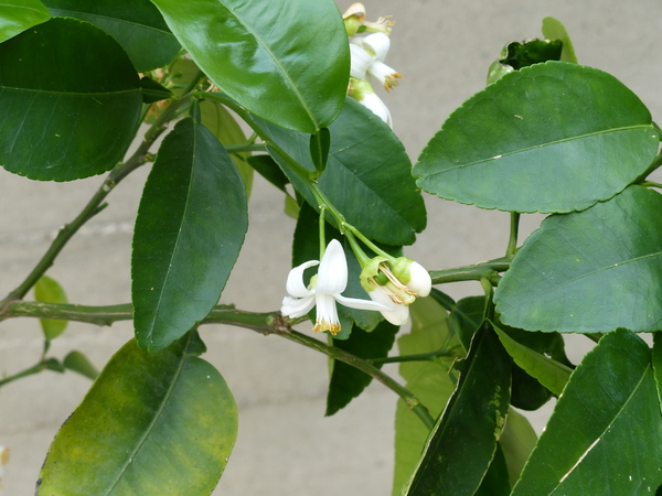 Citrus x paradisi MacFayden 'Star Ruby'