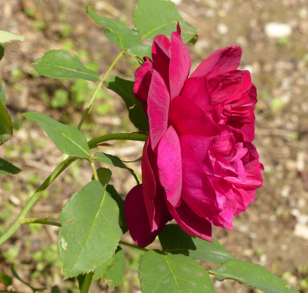 Rosa 'Monferrato'