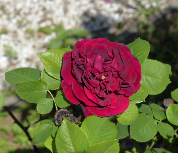 Rosa 'Souvenir de Grégoire Bordillon'
