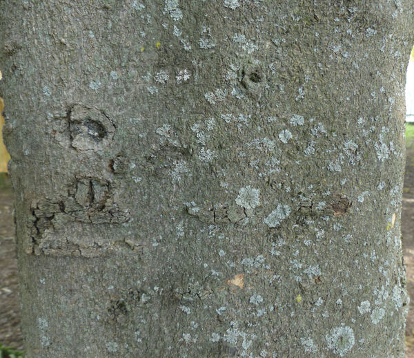 Celtis sinensis Pers.