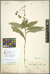 Hieracium neoplatyphyllum Gottschl.