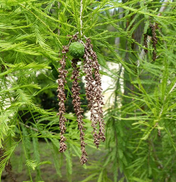 Taxodium distichum (L.) Rich.