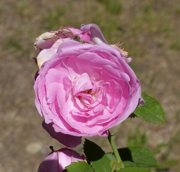 Rosa 'Prince Napoléon'