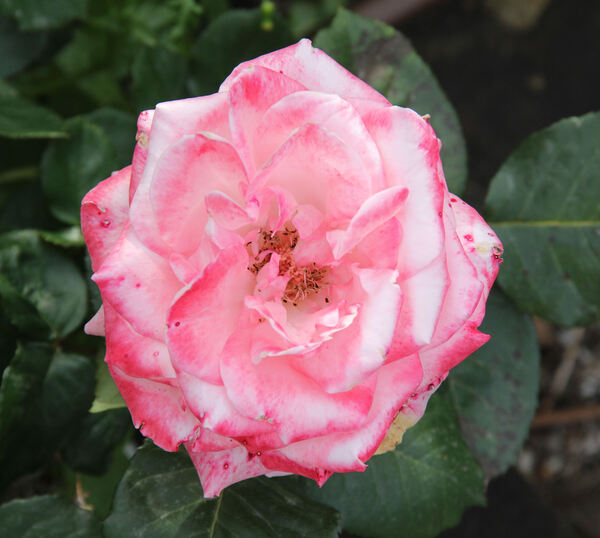 Rosa 'Romantica '76'
