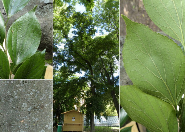 Celtis sinensis Pers.