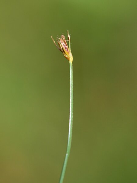 Eleocharis quinqueflora (Hartmann) O.Schwarz