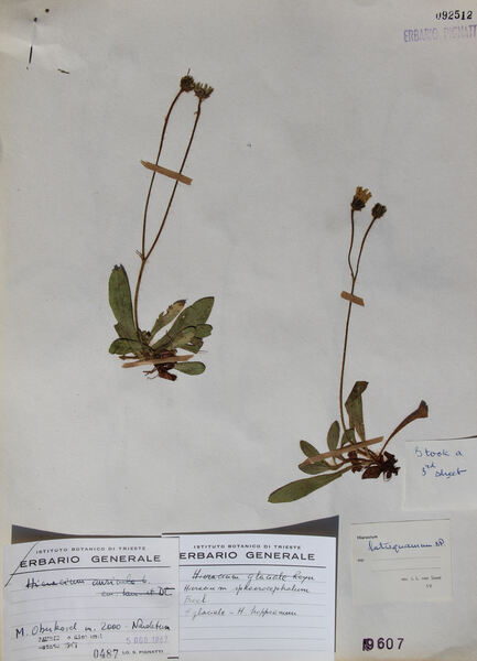 Pilosella viridifolia (Peter) Holub