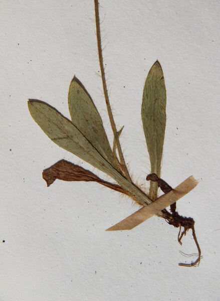Pilosella viridifolia (Peter) Holub