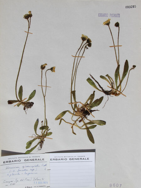 Pilosella sphaerocephala (Froel. ex Rchb.) F.W.Schultz & Sch.Bip.