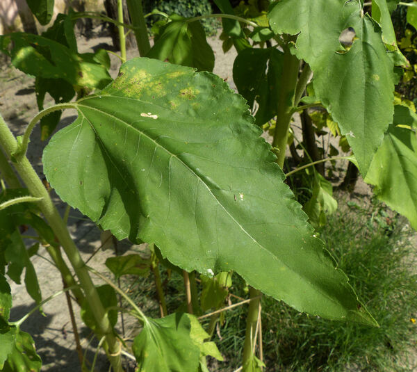 Helianthus annuus L. subsp. annuus