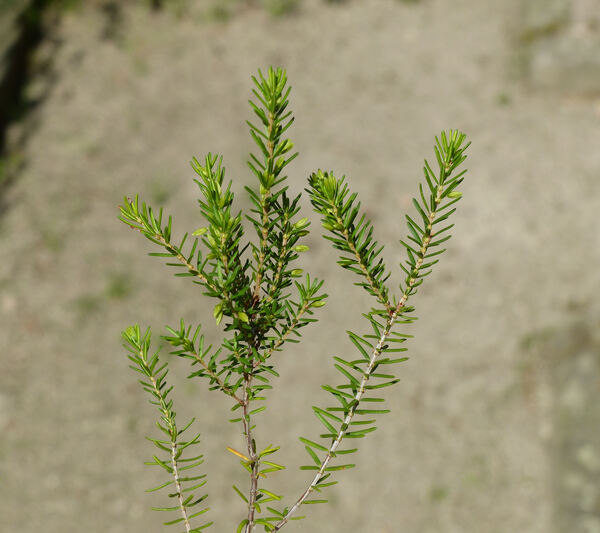 Erica carnea L. subsp. carnea